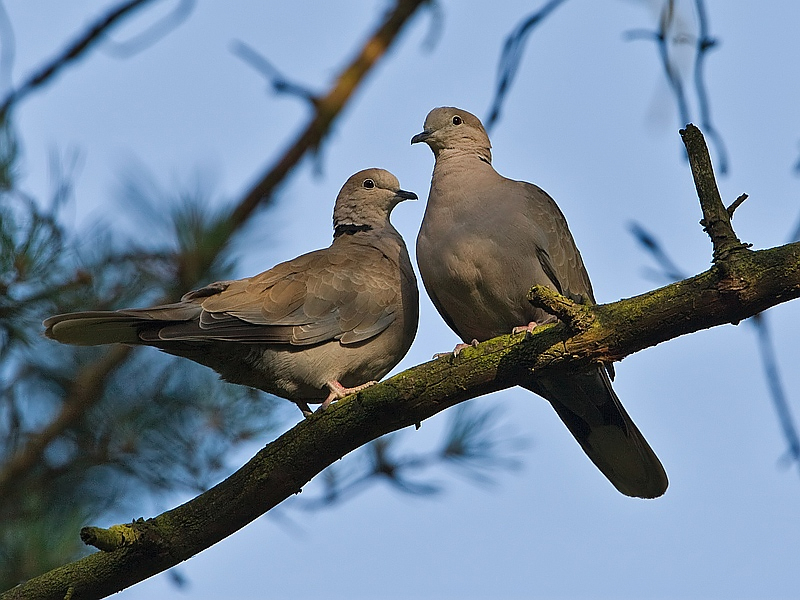 Streptopelia decaocto Turkse Tortel Collared Dove